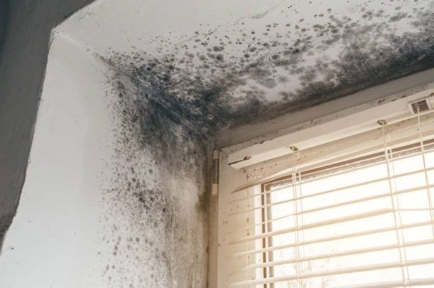 Affordable Basement Mold Removal solutions in Ho-Ho-Kus, NJ